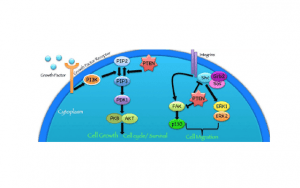 Analysis of RNA binding proteins on regulation of tumor suppressor gene PTEN